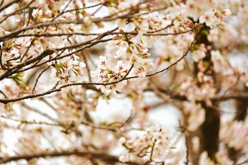 ソメイヨシノの花びら ソメイヨシノの花びらの写真