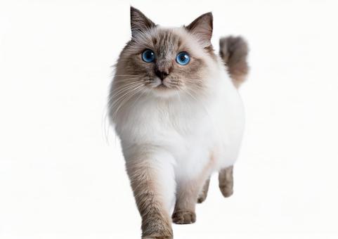 ラグドール猫 ラグドール猫の写真