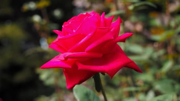 赤いバラ赤 赤いバラ赤 ばら,バラ,薔薇の写真素材