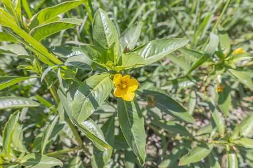 ミズキンバイの花の写真