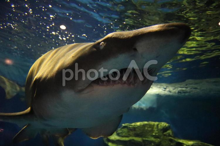 ギザギザな歯のサメ(シロワニ) シロワニ,サメ,オオワニザメ科の写真素材