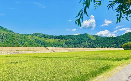田んぼ(夏) 田んぼ,稲穂,夏の写真素材