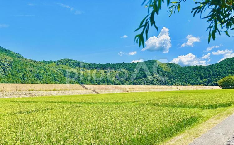 田んぼ(夏) 田んぼ,稲穂,夏の写真素材