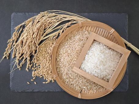 稲穂と籾と玄米と白米_黒バック_2 秋,秋の味覚,米の写真素材