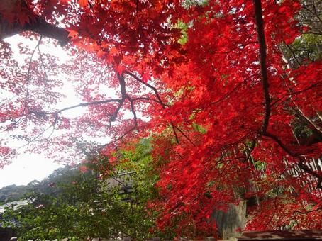 Fiery Autumn Leaves, JPG Fiery Autumn Leaves, JPG