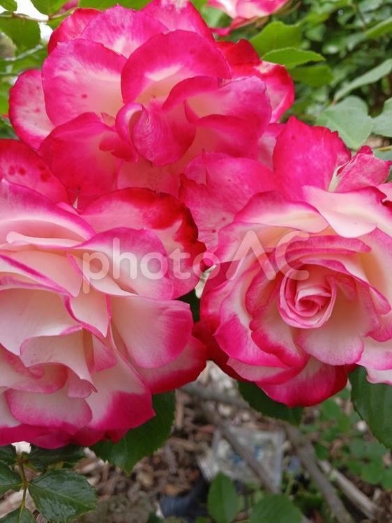 鮮やかな赤と白のグラデーションのバラ 花,バラ,自然の写真素材