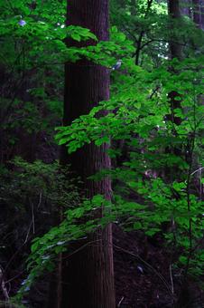 山の立木と緑④ 山の立木と緑④の写真