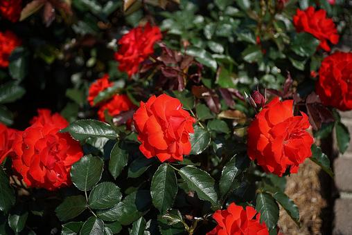 Photo, hyōgo prefecture, aramaki rose park, early summer, 
