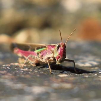 Spotted grasshopper, JPG