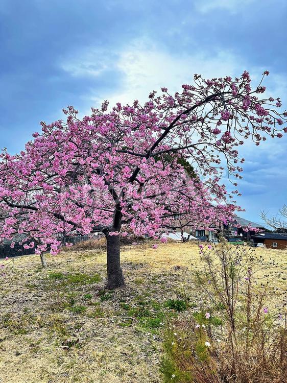 梅の木　梅の花 四季,梅盆栽,自然の写真素材
