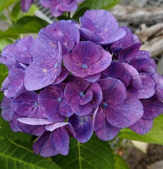 紫陽花の写真