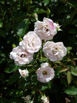 公園の花壇にまとまって咲く淡色のバラ 公園の花壇にまとまって咲く淡色のバラ バラ,花,植物の写真素材