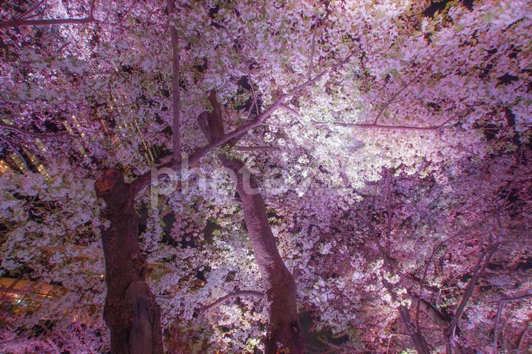 六本木の満開の夜桜 夜桜,六本木,満開の写真素材