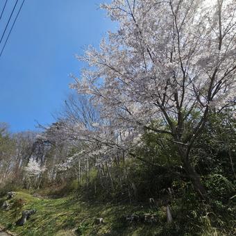 Cherry blossoms on the bank, JPG Cherry blossoms on the bank, JPG