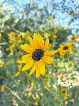 夏の花　ルドベキア ルドベキア,花,植物の写真素材