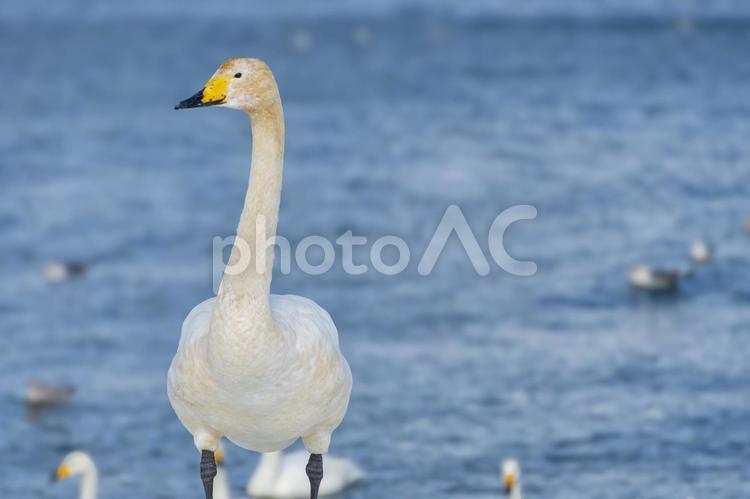 雪の海岸に立つ白鳥の幼鳥。青森、合浦公園 白鳥,鳥,野鳥の写真素材