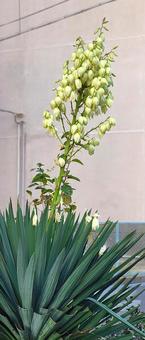 アツバキミガヨランの花 アツバキミガヨランの花 アツバキミガヨラン,ユッカ・グロリオサ,花の写真素材
