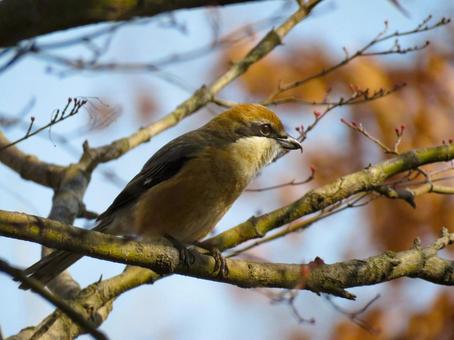 枝に留まるモズのオス 枝に留まるモズのオス モズ,百舌,鳥の写真素材