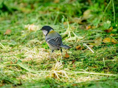 地面を歩くシジュウカラ 地面を歩くシジュウカラの写真