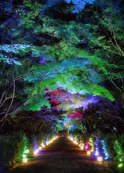ライトアップされた西教寺の参道 ライトアップされた西教寺の参道の写真
