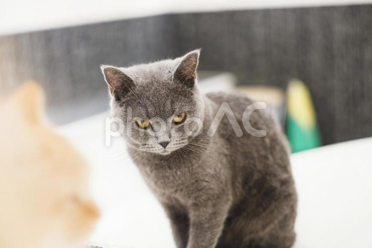 睨んでいるブリティッシュショートヘア 猫,ブリティッシュ,ブリティッシュショートヘアの写真素材