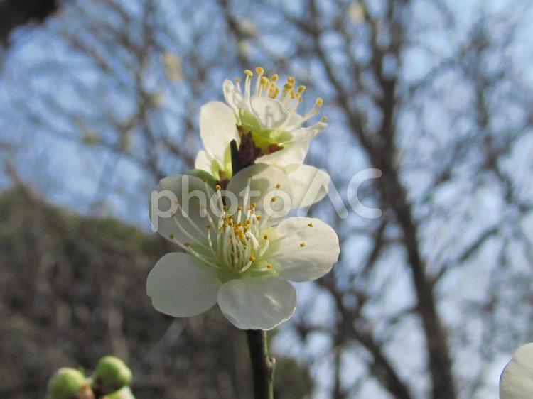 梅の花と青空の風景 梅,白い花,蕾の写真素材