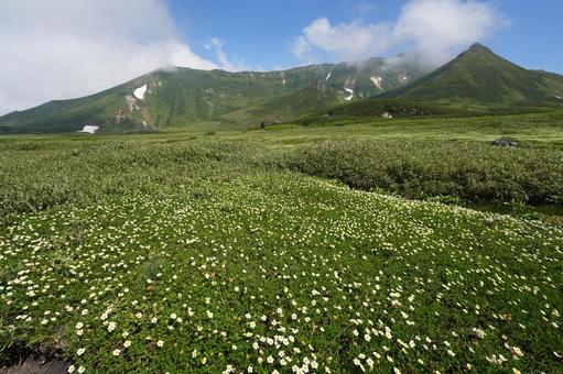 チングルマの群落 チングルマの群落 チングルマ,高山植物,北海道の写真素材