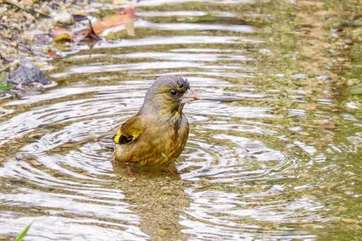 水浴びするカワラヒワ 水浴びするカワラヒワの写真