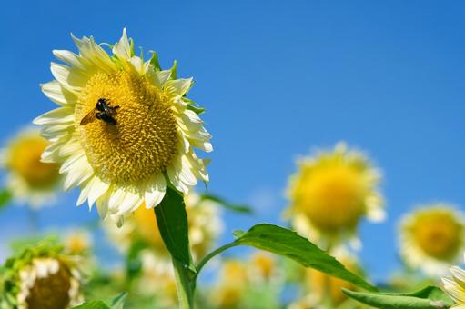 sunflower, color, yellow, blue sky, JPG