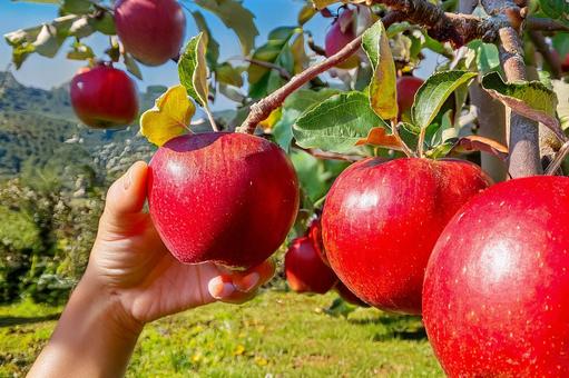 りんご狩りの写真