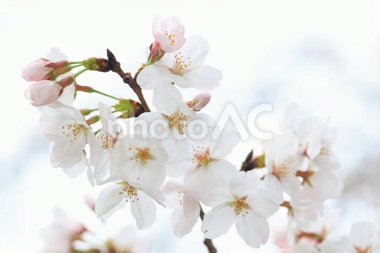 桜　さくら 桜,さくら,サクラの写真素材