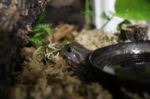 A tree frog playing by wedging itself in a gap, JPG