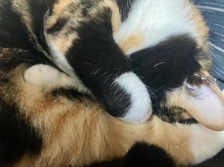 顔を隠して寝る三毛猫 顔を隠して寝る三毛猫 三毛猫,眠い,眩しいの写真素材