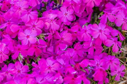 一面のピンクの花 一面のピンクの花の写真