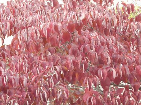 【紅葉写真】美しい紅葉 紅葉,自然,風景の写真素材