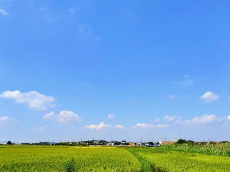 青空と緑の田んぼ 青空と緑の田んぼの写真