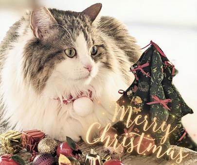 猫とクリスマス 猫,クリスマス,動物の写真素材