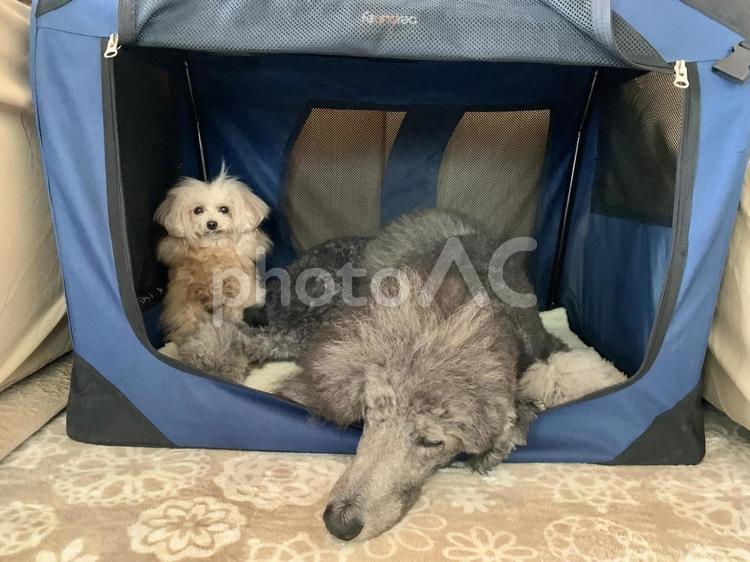 スタンプーとトイプー寄り添いまったり中 スタンダードプードル,トイプードル,犬の写真素材