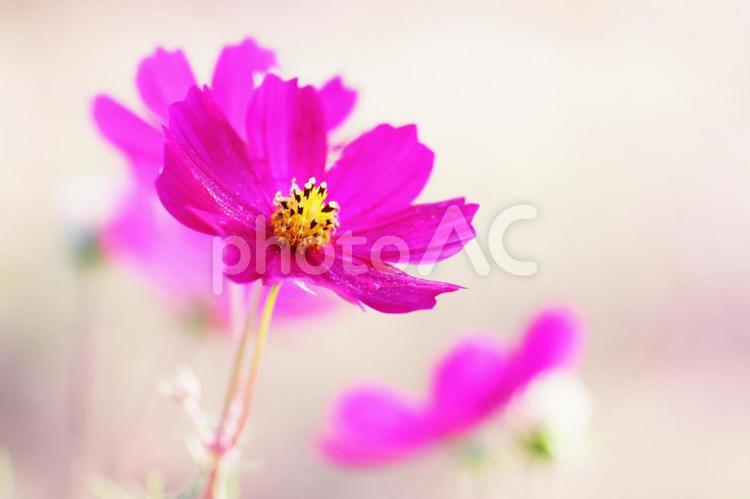 秋の野に咲くコスモスの花 花,コスモス,秋の写真素材