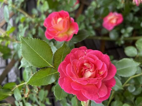薔薇の花:春風 薔薇の花:春風の写真