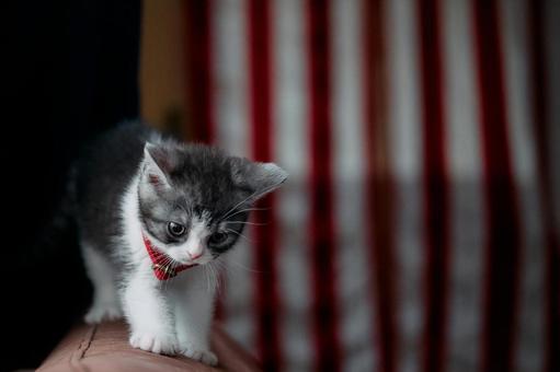 ソファーの背にのる子猫 ソファーの背にのる子猫,猫,子猫の写真素材