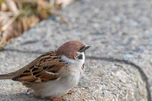 地面にたたずむスズメ 地面にたたずむスズメ スズメ,鳥,野鳥の写真素材
