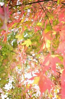 栃木県鹿沼市にて、楓 栃木県鹿沼市にて、楓の写真