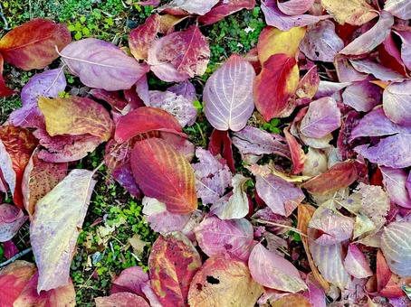 ハナミズキの落ち葉 落ち葉,落葉,紅葉の写真素材