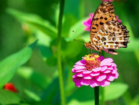 ピンク色の花にとまる蝶 ピンク色の花にとまる蝶の写真