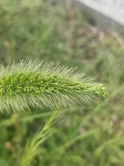 ネコジャラシ ネコジャラシ ネコジャラシ,猫じゃらし,植物の写真素材