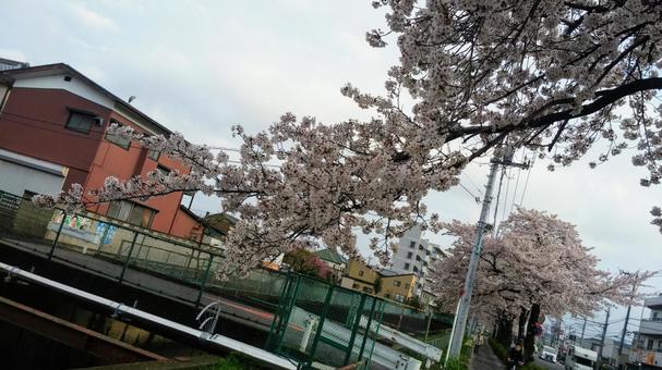 桜 桜の写真
