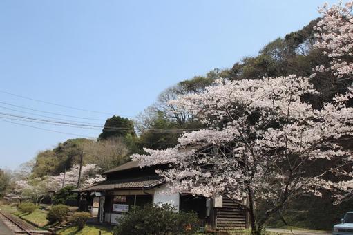 Photo, ohata station, line, cherry blossoms, 