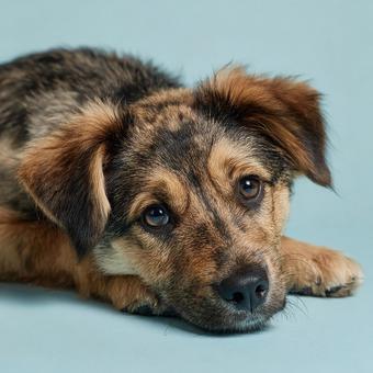 伏せて見つめる犬の瞳の写真