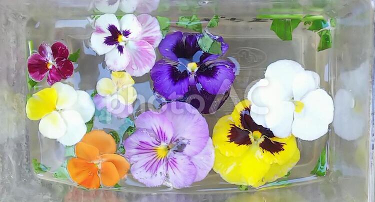 水に浮かべた涼しげな花のアップ 花,自然,サンシキスミレの写真素材